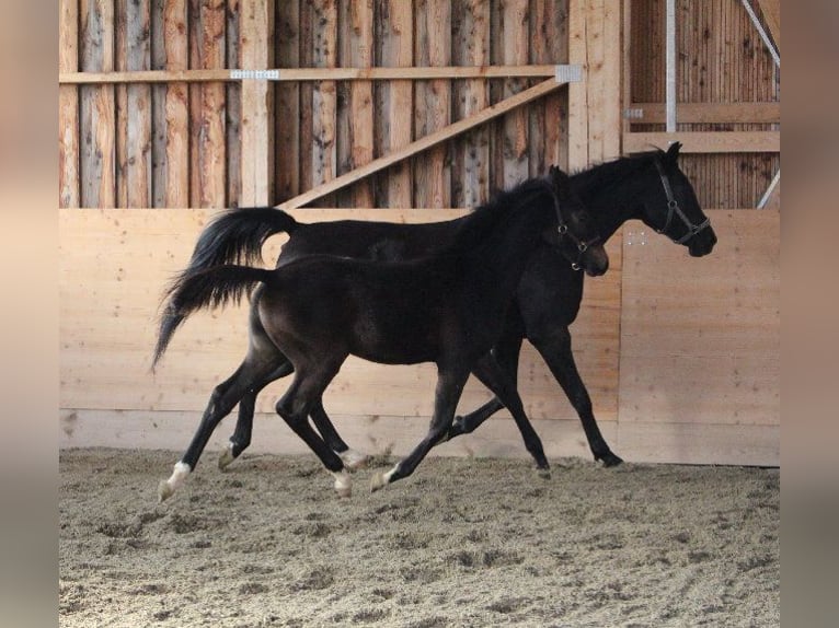 Shagya Arabian Stallion 1 year Brown in Tiefenbach