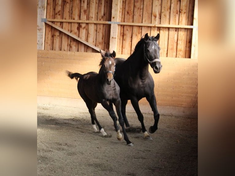 Shagya Arabian Stallion 1 year Brown in Tiefenbach