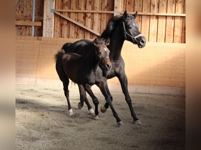 Shagya Arabian Stallion 1 year Brown in Tiefenbach