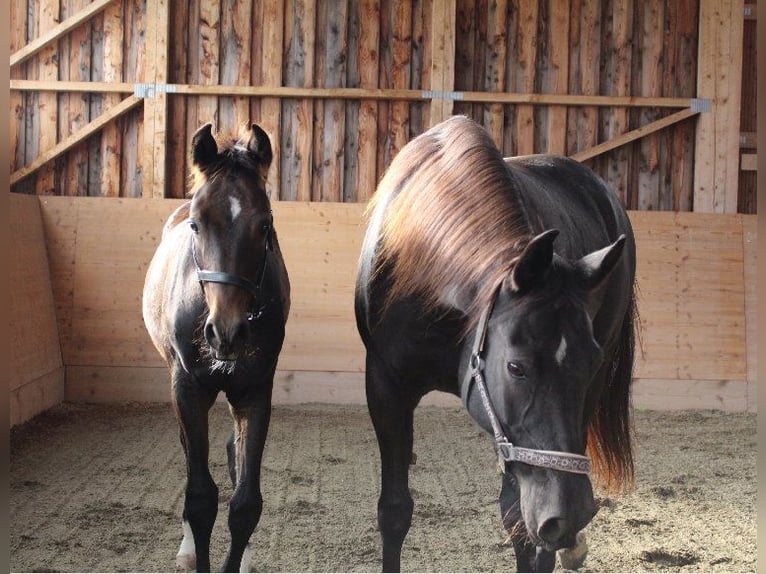 Shagya Arabian Stallion 1 year Brown in Tiefenbach