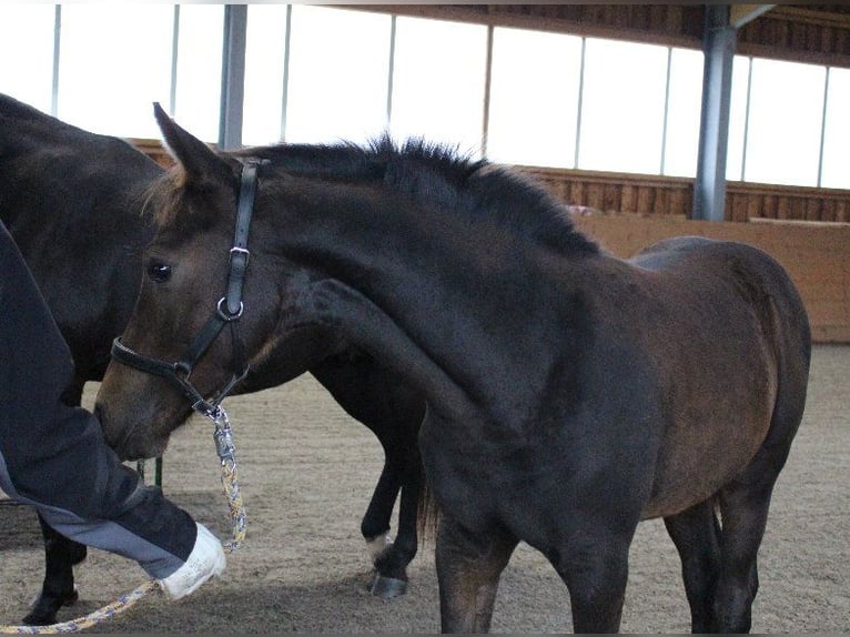 Shagya Arabian Stallion 1 year Brown in Tiefenbach