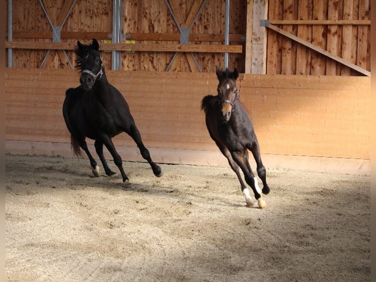 Shagya Arabian Stallion 1 year Brown in Tiefenbach