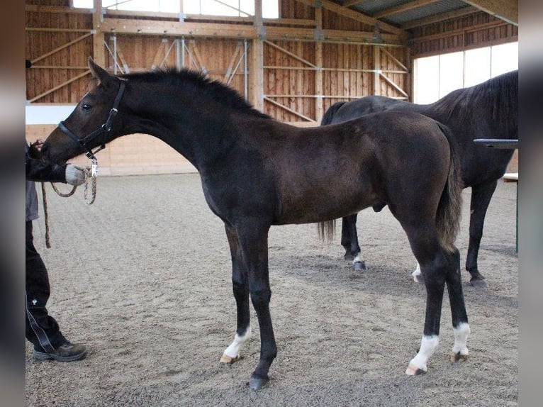 Shagya Arabian Stallion 1 year Brown in Tiefenbach