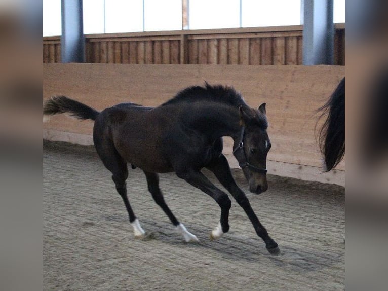 Shagya Arabian Stallion 1 year Brown in Tiefenbach