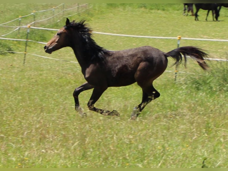 Shagya Arabian Stallion 1 year Brown in Tiefenbach