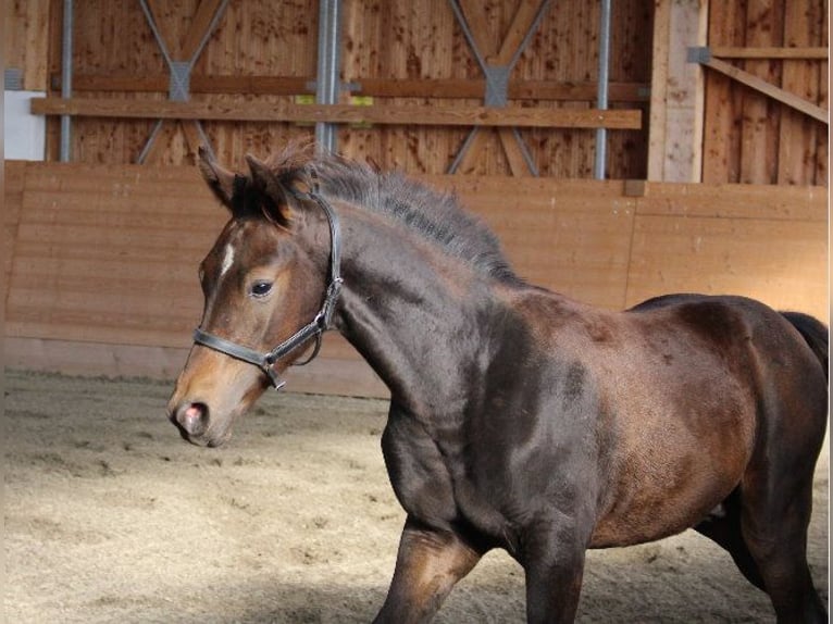 Shagya Arabian Stallion 1 year Brown in Tiefenbach