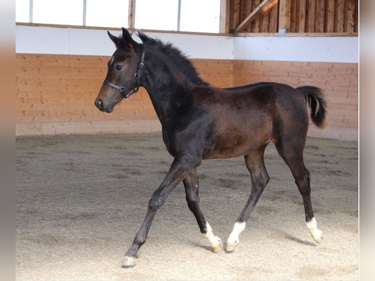 Shagya Arabian Stallion 1 year Brown in Tiefenbach