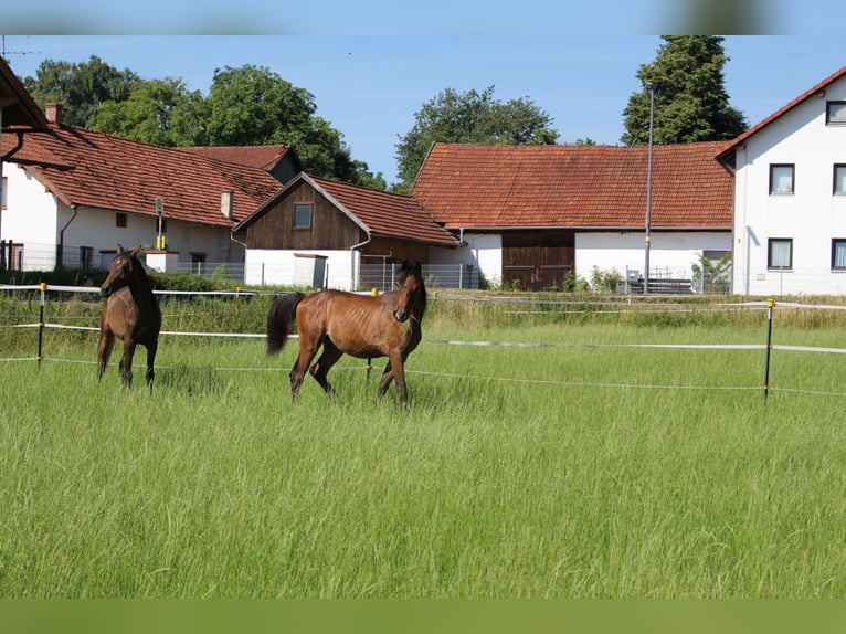 Shagya Arabian Stallion 1 year Brown in Tiefenbach