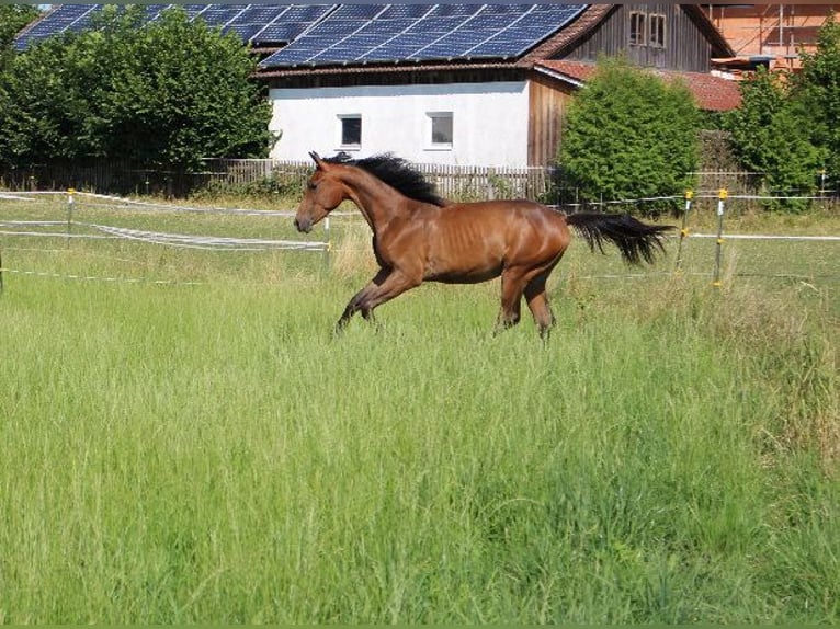 Shagya Arabian Stallion 1 year Brown in Tiefenbach
