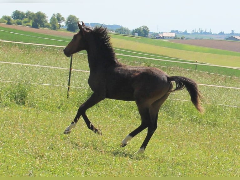Shagya Arabian Stallion 1 year Brown in Tiefenbach