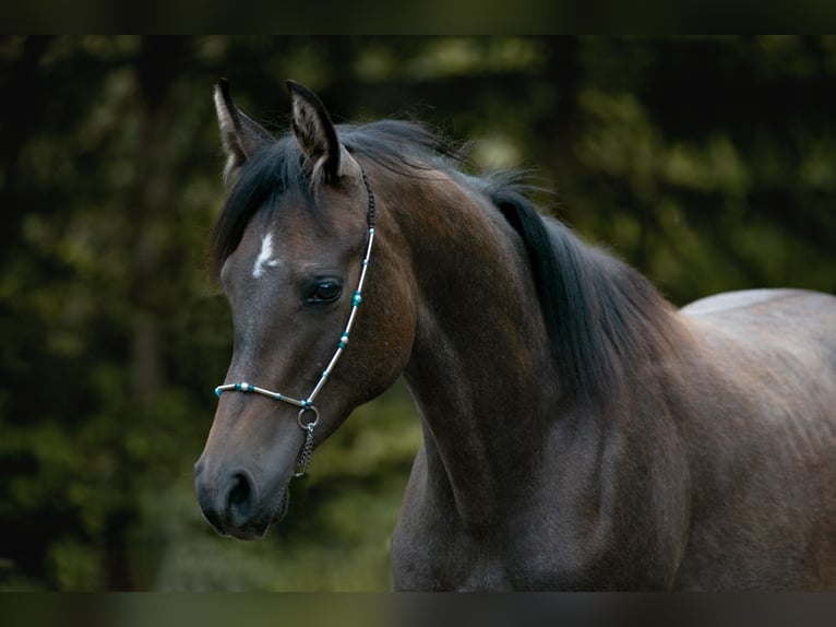 Shagya Arabian Stallion 1 year Can be white in Winzer