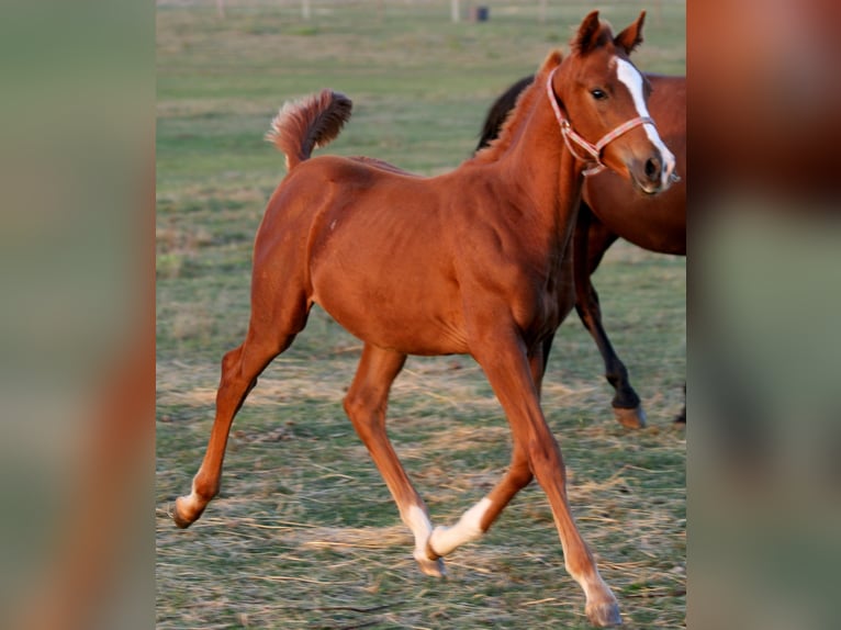 Shagya Arabian Stallion 1 year Chestnut-Red in plzen