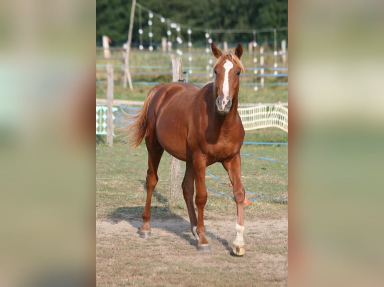 Shagya Arabian Stallion 1 year Chestnut-Red in plzen