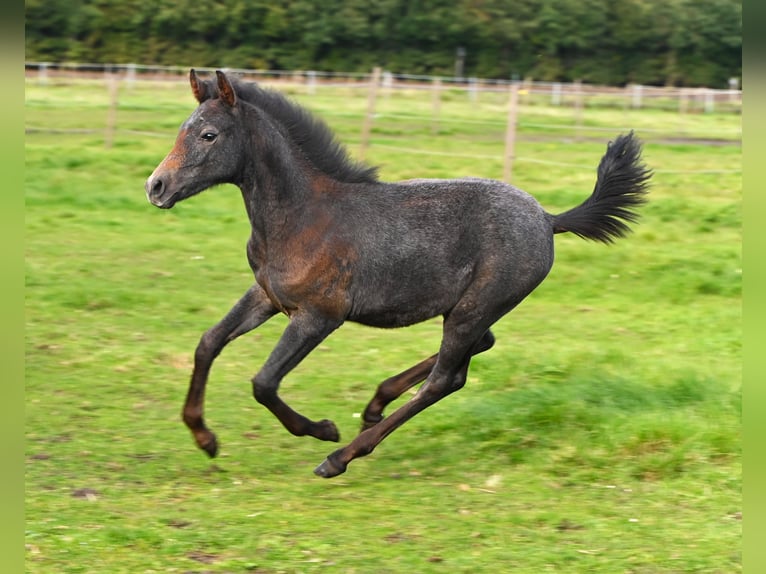 Shagya Arabian Stallion 1 year Gray in Aukrug