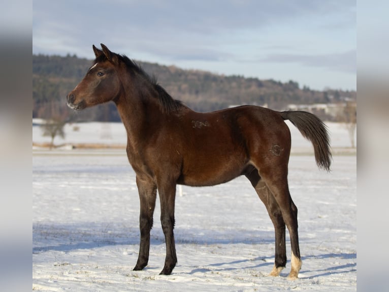 Shagya Arabian Stallion 1 year Gray in Plzen