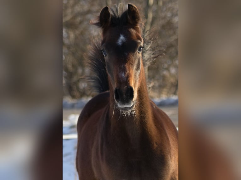 Shagya Arabian Stallion 1 year Gray in Plzen