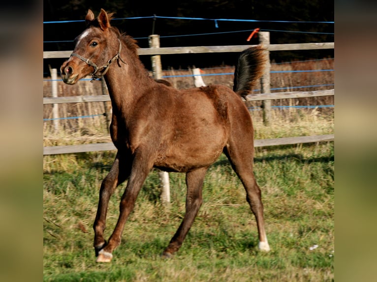 Shagya Arabian Stallion 2 years 14,3 hh Gray-Red-Tan in Kladruby