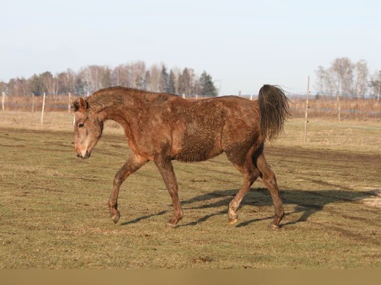 Shagya Arabian Stallion 2 years 14,3 hh Gray-Red-Tan in Kladruby