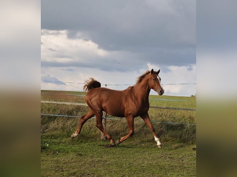 Shagya Arabian Stallion 2 years 15 hh Chestnut-Red in plzen