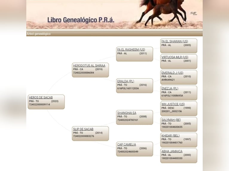 Shagya Arabian Stallion 2 years 15 hh Grey-Red-Tan in El Bosque