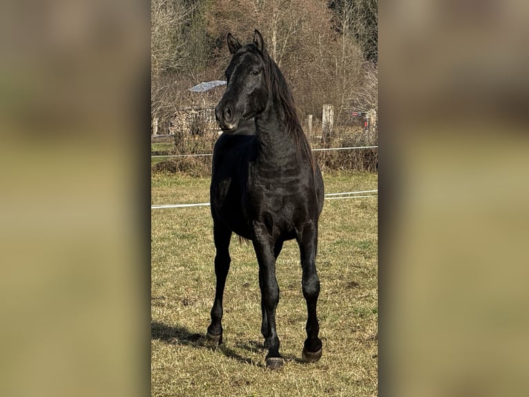 Shagya Arabian Stallion 2 years 15 hh Grey in Lind im Drautal
