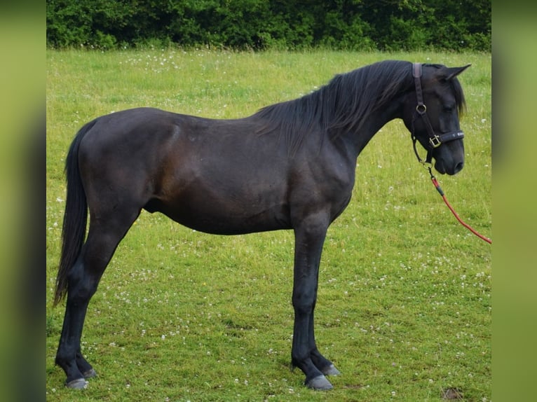Shagya Arabian Stallion 2 years 15,1 hh Can be white in Rotenburg an der Fulda