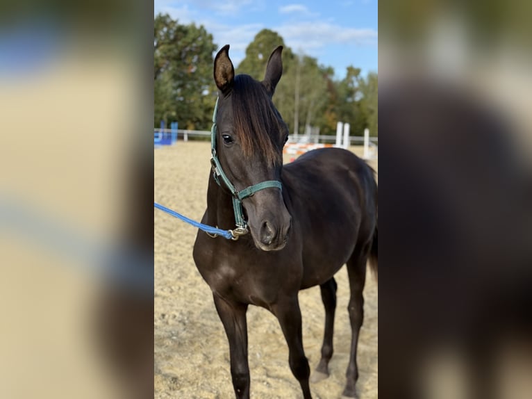 Shagya Arabian Stallion 2 years 15,2 hh Chestnut in Neuhaus in der Wart