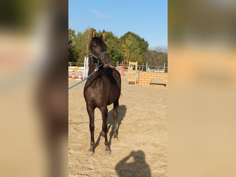 Shagya Arabian Stallion 2 years 15,2 hh Chestnut in Neuhaus in der Wart