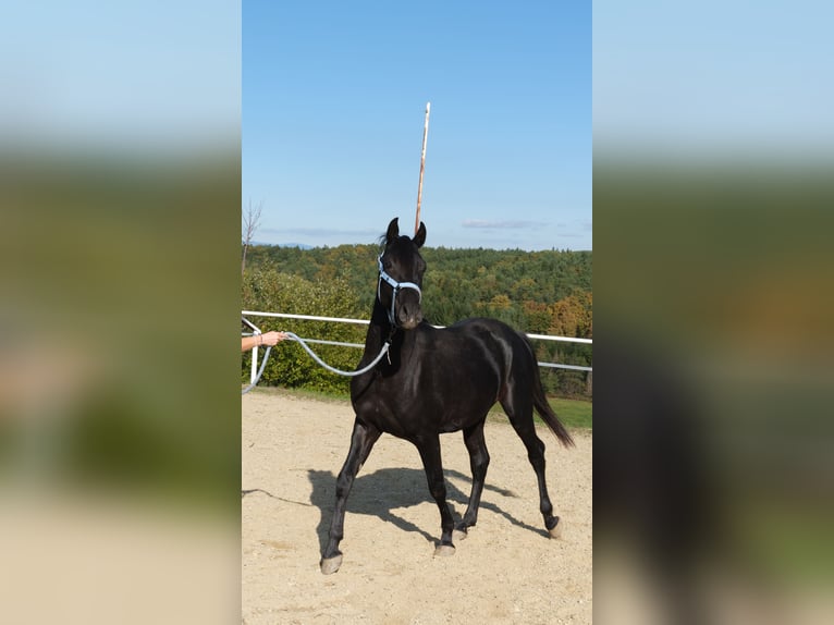 Shagya Arabian Stallion 2 years 15,2 hh Grey in Neuhaus in der Wart