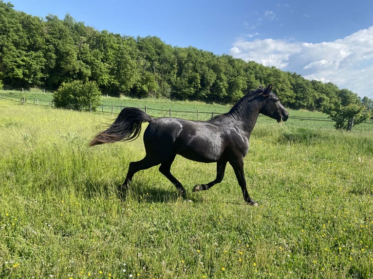 Shagya Arabian Stallion 2 years Black in Peyrins