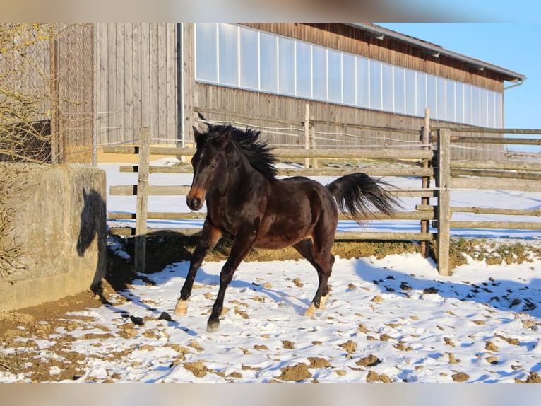 Shagya Arabian Stallion 2 years Brown in Tiefenbach