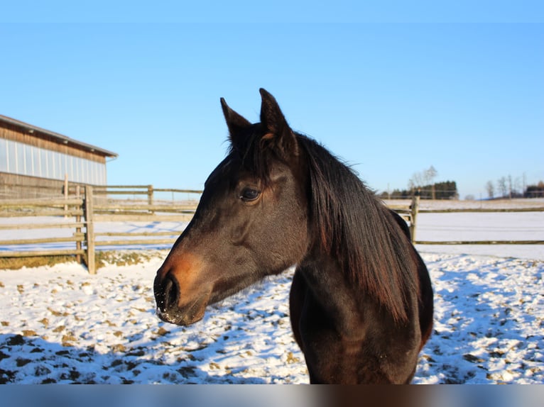 Shagya Arabian Stallion 2 years Brown in Tiefenbach