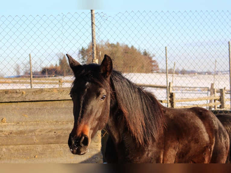 Shagya Arabian Stallion 2 years Brown in Tiefenbach