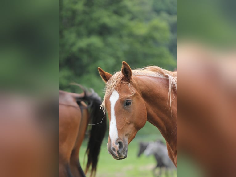 Shagya Arabian Stallion 2 years Chestnut-Red in plzen