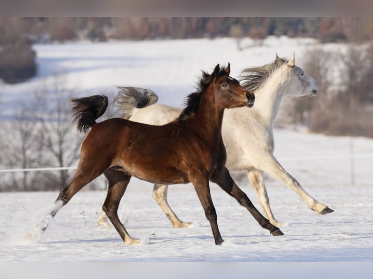 Shagya Arabian Stallion 2 years Gray in Plzen