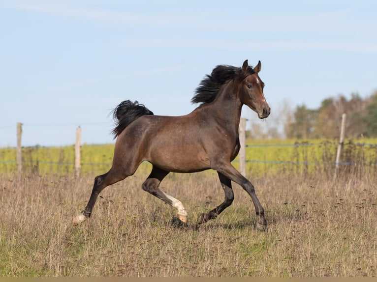Shagya Arabian Stallion 2 years Grey in Plzen