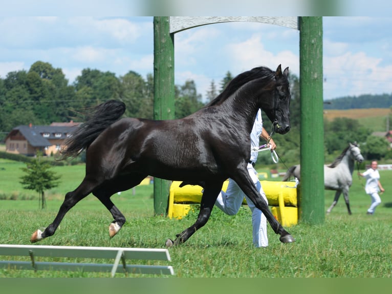 Shagya Arabian Stallion 2 years Grey in Plzen