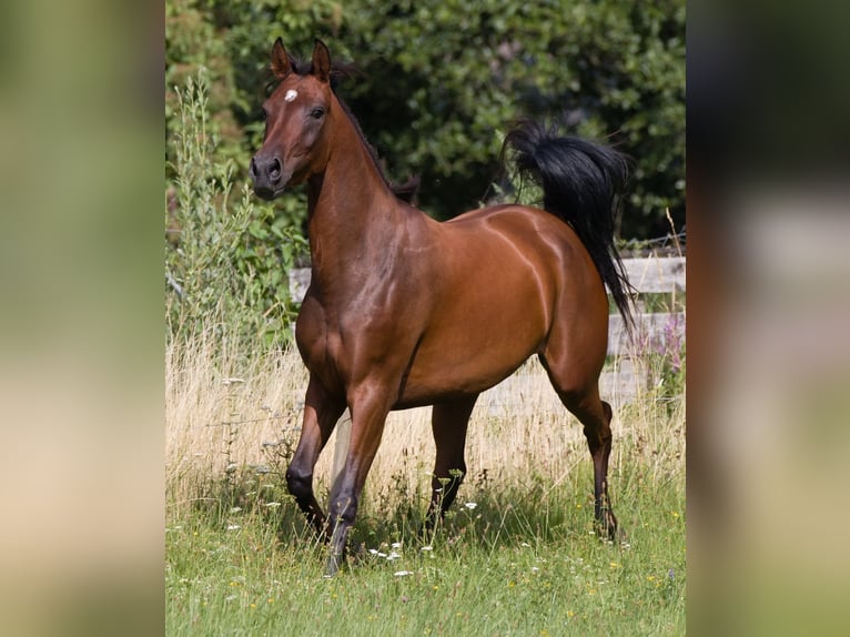 Shagya Arabian Stallion 2 years Grey in Plzen