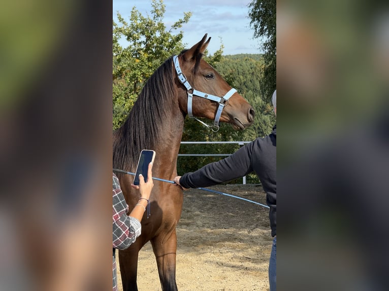 Shagya Arabian Stallion 3 years 15.2 hh Brown in Neuhaus in der Wart
