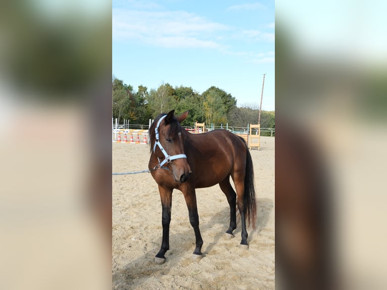 Shagya Arabian Stallion 3 years 15.2 hh Brown in Neuhaus in der Wart