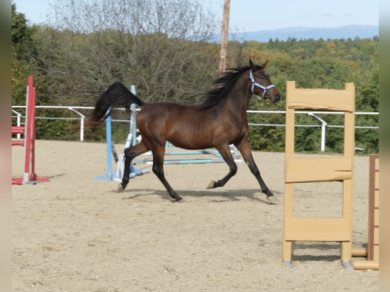 Shagya Arabian Stallion 3 years 15.2 hh Brown in Neuhaus in der Wart