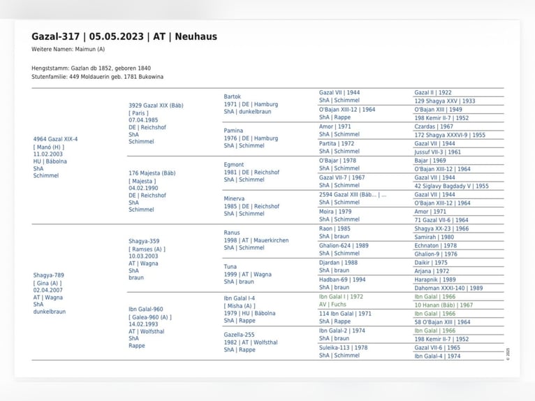 Shagya Arabian Stallion 3 years 15.2 hh Grey in Neuhaus in der Wart