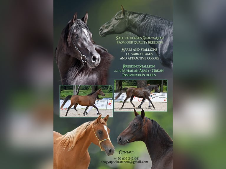 Shagya Arabian Stallion 3 years 15 hh Chestnut-Red in plzen