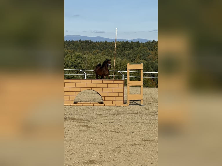 Shagya Arabian Stallion 3 years 15,2 hh Brown in Neuhaus in der Wart