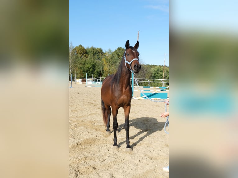 Shagya Arabian Stallion 3 years 15,2 hh Brown in Neuhaus in der Wart