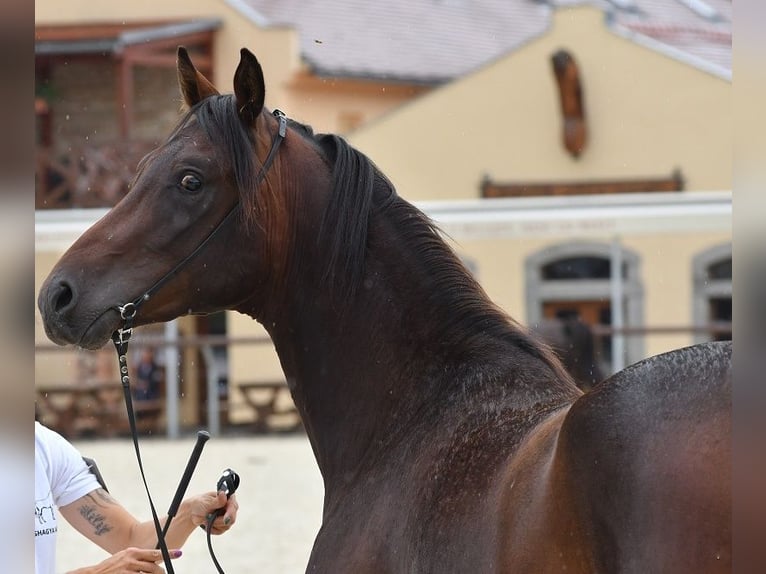 Shagya Arabian Stallion 3 years Brown in Plzen