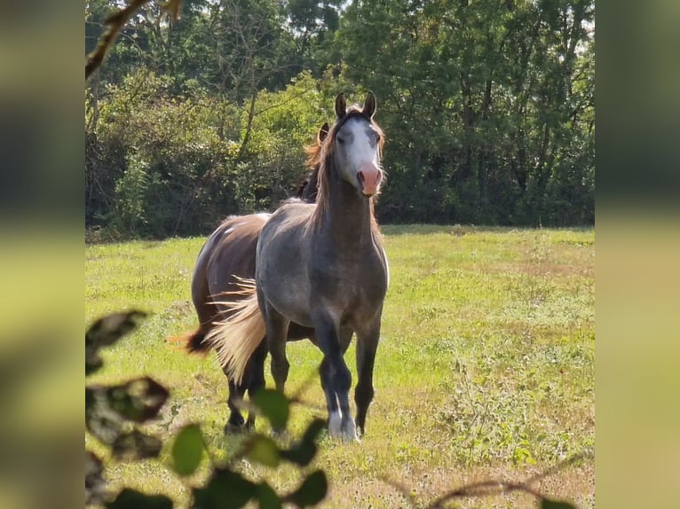 Shagya Arabian Stallion 4 years 15 1 hh Gray in Rochefort