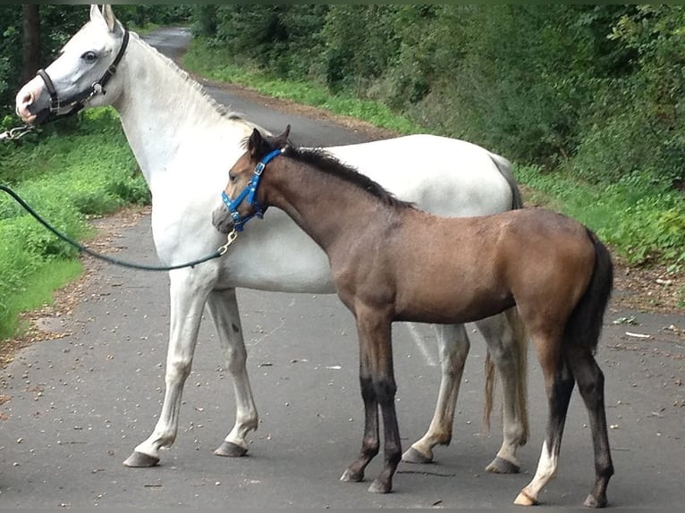 Shagya Arabian Stallion in Rotenburg an der Fulda
