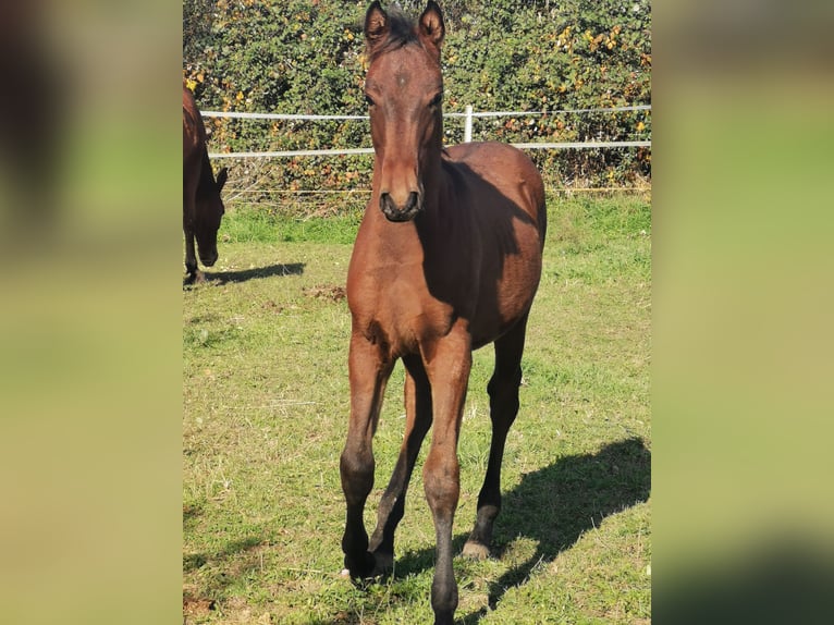 Shagya Arabian Stallion Foal (06/2024) 13,1 hh Brown in Gyóró