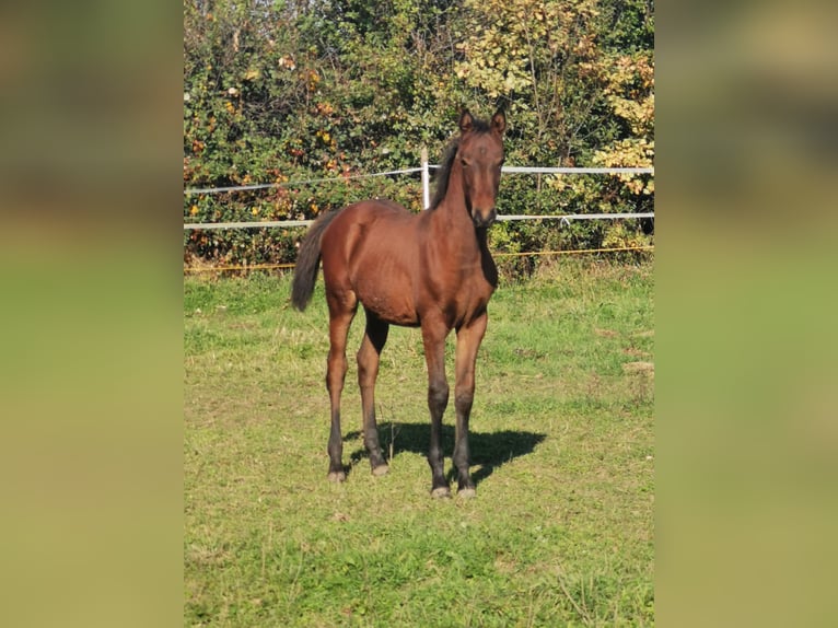 Shagya Arabian Stallion Foal (06/2024) 13,1 hh Brown in Gyóró